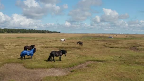 草の上に馬の放牧の群れ。牧草地の間の道路上の車の運転。平らな草原の風景。デンマーク — ストック動画