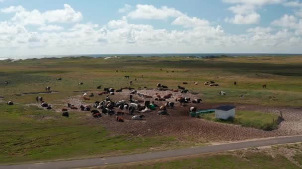 Εναέρια λήψη κοπαδιού ζώων σε βοσκότοπους. Μεγάλη ομάδα αγελάδων που στέκονται ή ξαπλώνουν στην άμμο ή βόσκουν σε φρέσκο χόρτο. Επίπεδο παράκτιο τοπίο. Δανία — Αρχείο Βίντεο