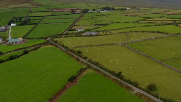 High angle footage of pasture with grazing herd of sheep. Old stone walls splitting grasslands. Hills in clouds in background. Ireland — Stock Video
