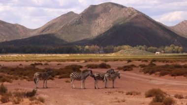 Bir grup zebra vahşi hayatta duruyor. Arka planında dik yamaçlar olan yüksek tepeler. Safari Parkı, Güney Afrika