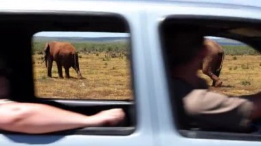Bozkırda yürüyen iki filin yan takibi. Offroad arabası görüntülerin içinden geçiyor. Safari Parkı, Güney Afrika