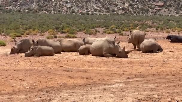 Rinocerontes relaxando em dia ensolarado na vida selvagem. Grupo de animais deitados em solo árido. Safari park, África do Sul — Vídeo de Stock