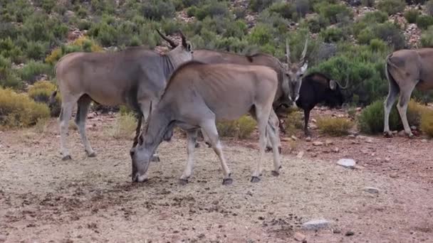 Gros plan antilope od manger de la nourriture de la terre. Petit groupe d'animaux dans la nature. Safari park, Afrique du Sud — Video