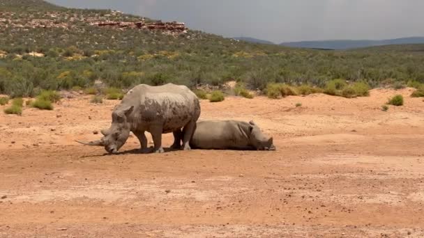 야생 동물의 코뿔소입니다. 건조 한 아프리카 풍경의 화창 한 날입니다. 푸른 초목 이 배경에 있다. 사파리 공원, 남아프리카 공화국 — 비디오