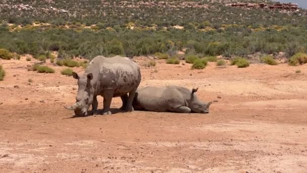 Ζευγάρι ρινόκερων χαλαρώνουν στον ήλιο τη ζεστή μέρα στο ξηρό τοπίο. Πράσινη βλάστηση στο παρασκήνιο. Πάρκο Safari, Νότια Αφρική — Αρχείο Βίντεο
