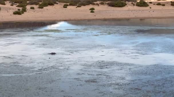 Спокійна поверхня води і посушливий пейзаж на березі. Падіння гіпопотама під поверхнею. Safari park, South Africa — стокове відео