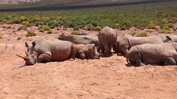 Herd of rhinoceroses resting on ground on sunny day. Green vegetation in background. Safari park, South Africa — Stock Video