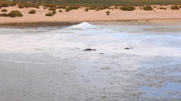 Гіпопопотами в заповіднику дикої природи. Під поверхнею води. Сухий піщаний берег з кущами на задньому плані. Safari park, South Africa — стокове відео