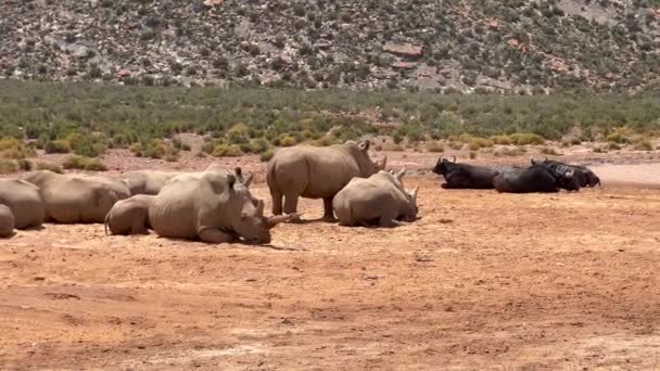 Grandes mamíferos en la vida silvestre. Manadas de rinocerontes y búfalos de agua descansando en un caluroso día soleado. Safari park, Sudáfrica — Vídeos de Stock