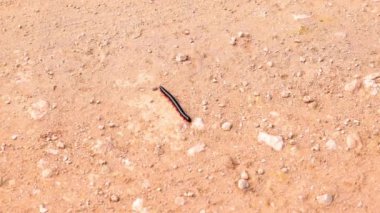 Kum zeminli statik manzara, yeşil bitki örtüsü ve büyüyen ağaçlar. Safari Parkı, Güney Afrika