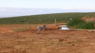 Zebra su birikintisine yaklaşıyor. Vahşi hayatta susamış bir hayvan. Suda yeşil sazlıklar. Safari Parkı, Güney Afrika