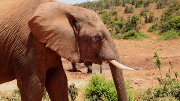 Sidovy av elefanthuvud. Använda flexibel baklucka för att plocka från marken och mata in i munnen. Safari park, Sydafrika — Stockvideo