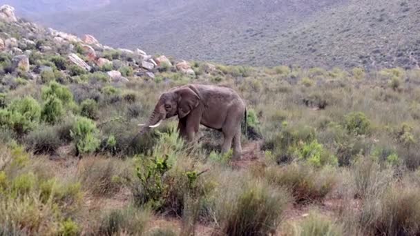 Elefante adulto usando tronco para pegar grama para comer. Dia chuvoso na paisagem montanhosa. Safari park, África do Sul — Vídeo de Stock