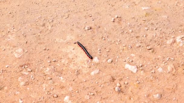 Statische Aufnahme einer Landschaft mit Sandboden, grüner Vegetation und gewachsenen Bäumen. Safaripark, Südafrika — Stockvideo