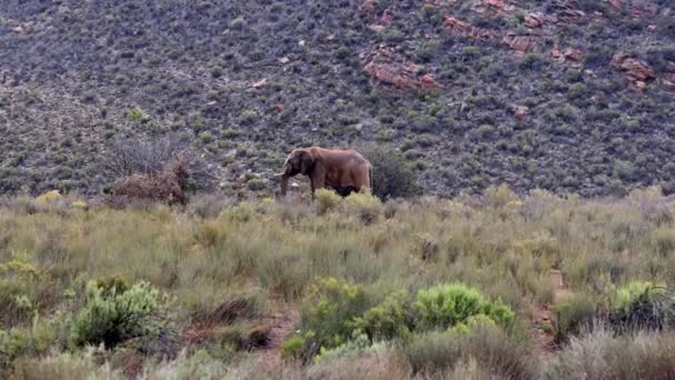 Jeden slon používá kmen pro vlastní krmení. Zvíře stojí ve vysoké trávě v deštivém dni. Safari park, Jižní Afrika — Stock video