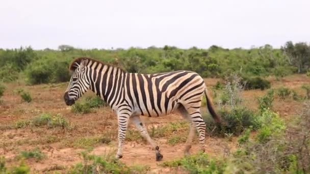 Боковое отслеживание одиночной зебры, идущей между растительностью. Африканское животное в дикой природе. Сафари-парк, ЮАР — стоковое видео