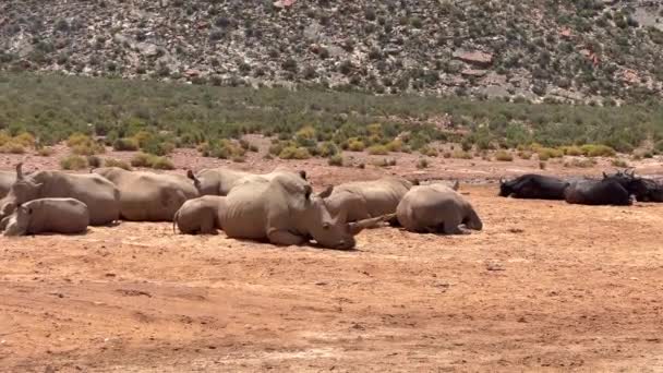 Animais que jazem em solo de areia, em nenhum lugar para se esconder antes de queimar sol. Rinocerontes e búfalos aquáticos na vida selvagem. Safari park, África do Sul — Vídeo de Stock