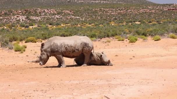 Πλευρική άποψη του στέκεται λευκό ρινόκερος βρώμικο με λάσπη. Η ανήλικη αναπαύεται στη σκιά. Πάρκο Safari, Νότια Αφρική — Αρχείο Βίντεο