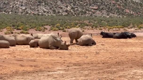 Grupo de rinocerontes y búfalos de agua en la vida silvestre en el día soleado. Paisaje africano seco. Safari park, Sudáfrica — Vídeos de Stock