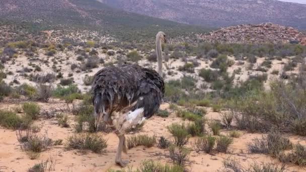 Одинокі страуси повільно ходять по сухому африканському ландшафту. Купа рослин росте з піщаної землі. Safari park, South Africa — стокове відео