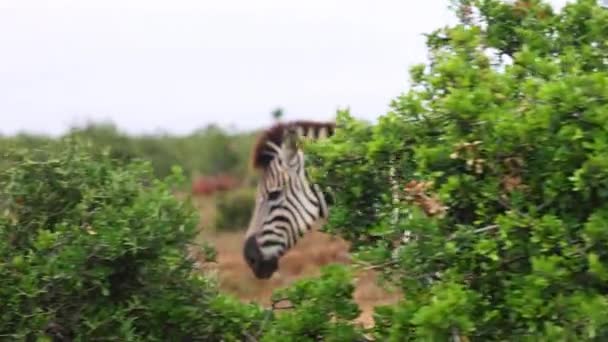 Slider de vegetação verde. Revelando zebra ambulante. Animal africano na vida selvagem. Safari park, África do Sul — Vídeo de Stock