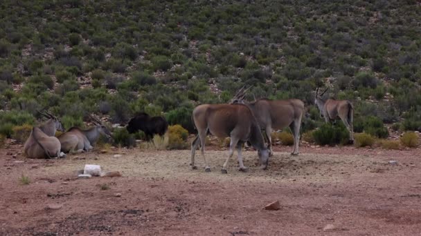 Vista lateral del antílope en busca de comida en el suelo. Una manada de animales alrededor. Safari park, Sudáfrica — Vídeos de Stock