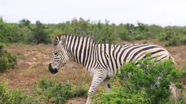 Side view of male animal slowly walking in African landscape. Striped zebra and green shrubs. Safari park, South Africa — Stock Video