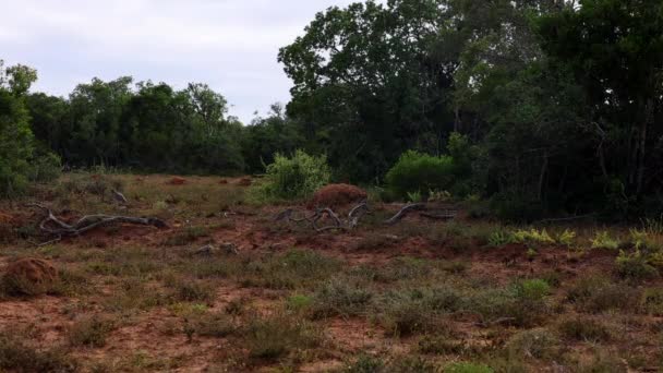 Millipede moviéndose sobre suelo arenoso árido. Artrópodo largo negro con muchas patas rojas. Safari park, Sudáfrica — Vídeo de stock