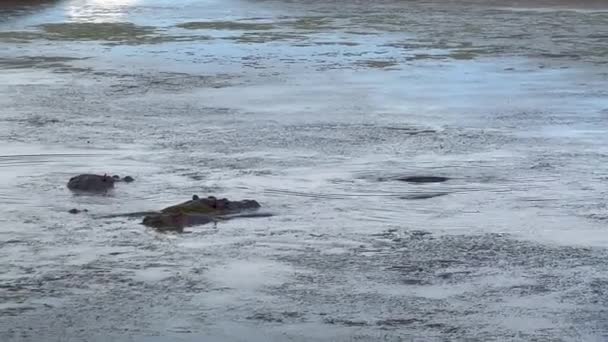 Grupo de hipopótamos desfrutando de banho no poço. Animais em ambiente natural. Safari park, África do Sul — Vídeo de Stock