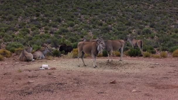 En liten flock antiloper i naturlig miljö. Gröna buskar i landskapet i bakgrunden. Safari park, Sydafrika — Stockvideo