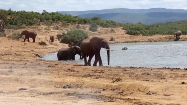 Majestoso elefante adulto andando no banco árido em torno do lago. Grupo de animais a banhar-se no poço. Safari park, África do Sul — Vídeo de Stock