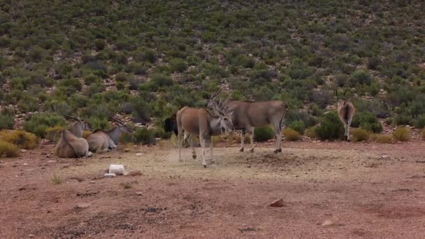 Grupp av stora antiloper med långa horn stående på liggande i torrt afrikanskt landskap. Safari park, Sydafrika — Stockvideo