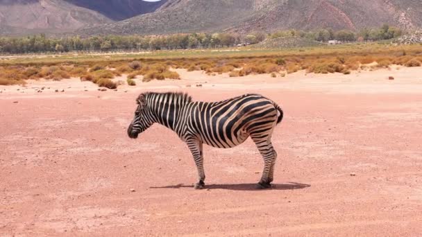 Стоящее животное все еще в степном пейзаже. Черно-белая полосатая зебра в дикой природе. Сафари-парк, ЮАР — стоковое видео