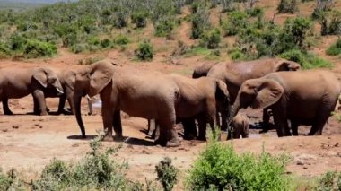 Sıcak ve güneşli bir günde su birikintisindeki fillerin yan görüntüsü. Doğal ortamdaki görkemli memeliler. Safari Parkı, Güney Afrika