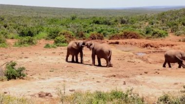 Gövdeleri birbirine dolanmış iki görkemli hayvan. İki fil oynuyor ya da romantik vakit geçiriyor. Safari Parkı, Güney Afrika