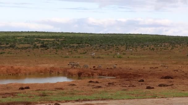 Cerdos jabalíes con jabalíes caminando por el abrevadero en vida silvestre. Paisaje plano con vegetación verde de fondo. Safari park, Sudáfrica — Vídeo de stock