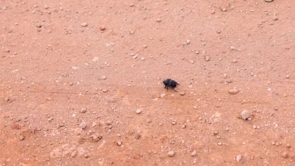 Vysoký úhel záběru trusu brouka kráčejícího po suché písčité zemi. Černý brouk hnědého pozadí. Safari park, Jižní Afrika — Stock video