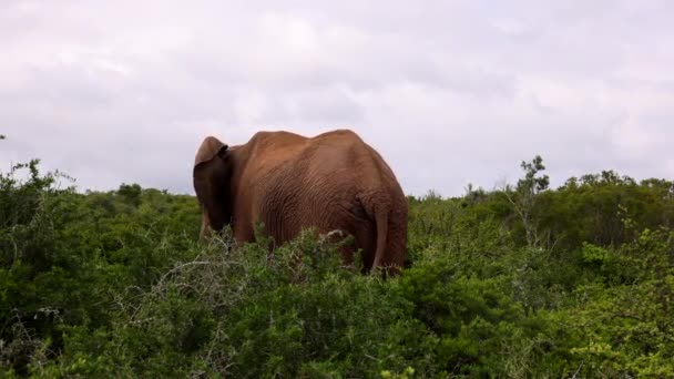 Vissza kilátás elefánt áll zöld sűrű növényzet és integetett fülekkel és farokkal. Safari park, Dél-Afrika — Stock videók
