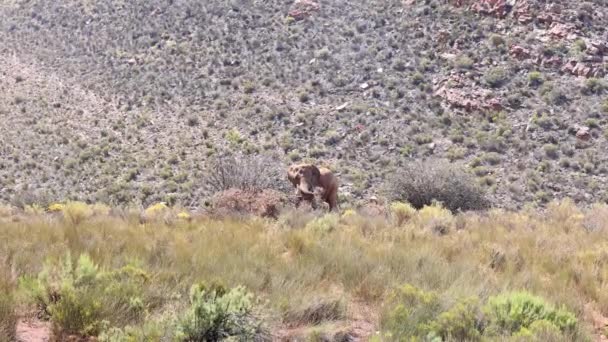 Erwachsener Elefant reißt Strauch nieder, bricht Ast ab. Großes Tier in der Tierwelt. Safaripark, Südafrika — Stockvideo