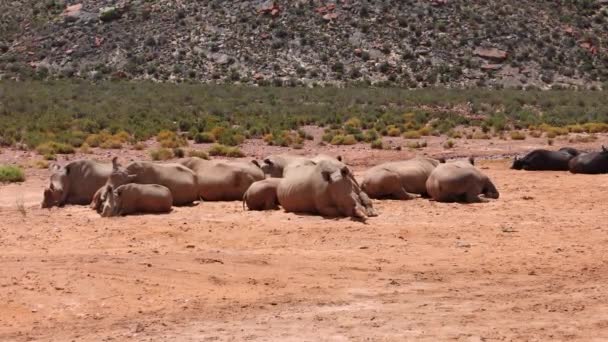 Grupo de rinocerontes que yacen en tierra seca y polvorienta y relajante. Animales en reserva de vida silvestre. Safari park, Sudáfrica — Vídeos de Stock