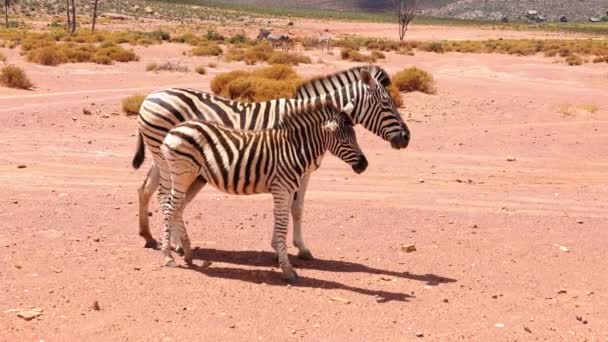 A fiatal zebrák oldalnézete a felnőtteknél. A zebrák farokkal űzik el a rovarokat, és sörényekkel integetnek. Safari park, Dél-Afrika — Stock videók