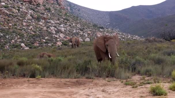 野生動物の象のグループ。壮大な動物がゆっくりと入ってくる。丘の風景を背景に。南アフリカのサファリパーク — ストック動画
