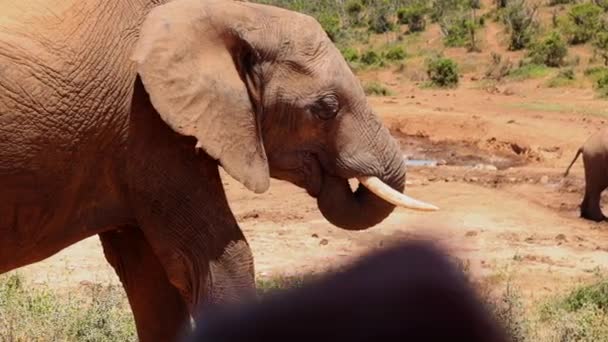 Közelkép afrikai elefántról. Részlet a fej nagy fül és törzs gördült a szájába. Safari park, Dél-Afrika — Stock videók