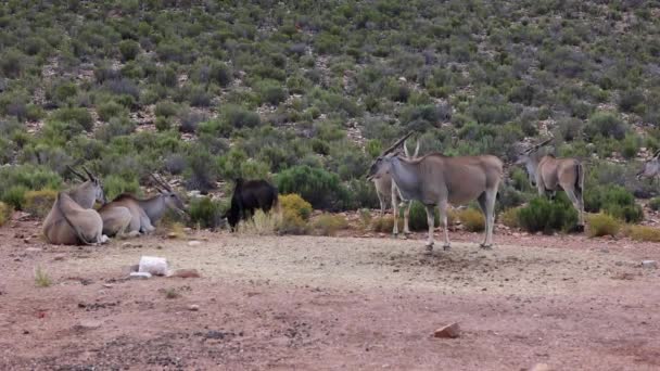 Groupe d'animaux dans la faune africaine. Grandes antilopes avec de longues cornes droites. Safari park, Afrique du Sud — Video