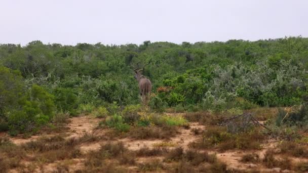 Vue arrière de l'antilope kudu qui disparaît dans une végétation dense et verte. Safari park, Afrique du Sud — Video