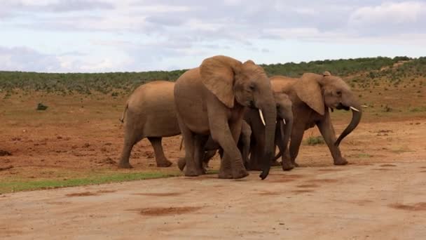 Sloní rodina kráčí po cestě. Krásní majestátní savci v divočině. Safari park, Jižní Afrika — Stock video