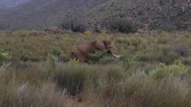 Yüksek yeşil çimlerde yürüyen bekar Afrika fili. Rüzgarda sallanan çim bıçakları. Safari Parkı, Güney Afrika
