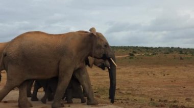 Yetişkin filler arasında yürüyen gençler. Vahşi doğadaki hayvan ailesinin yan görüntüsü. Safari Parkı, Güney Afrika