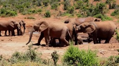 Afrika filleri su birikintisinden su içiyorlar. Sıcak ve güneşli bir günde vahşi hayatta hayvanlar. Safari Parkı, Güney Afrika
