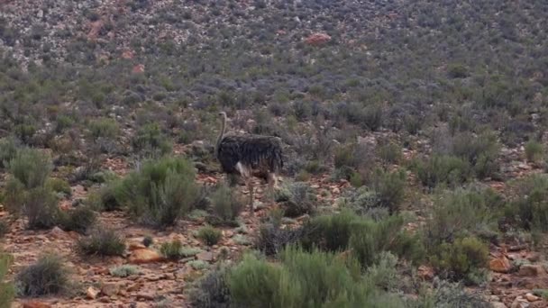 타조 한 마리가 바위투성이의 초목을 거닐고 있습니다. 야생의 큰 새. 사파리 공원, 남아프리카 공화국 — 비디오